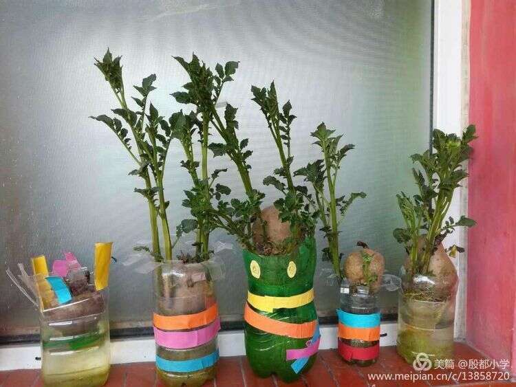 安阳殷都小学加盟华视搜星《星梦工厂》影视艺术人才孵化基地