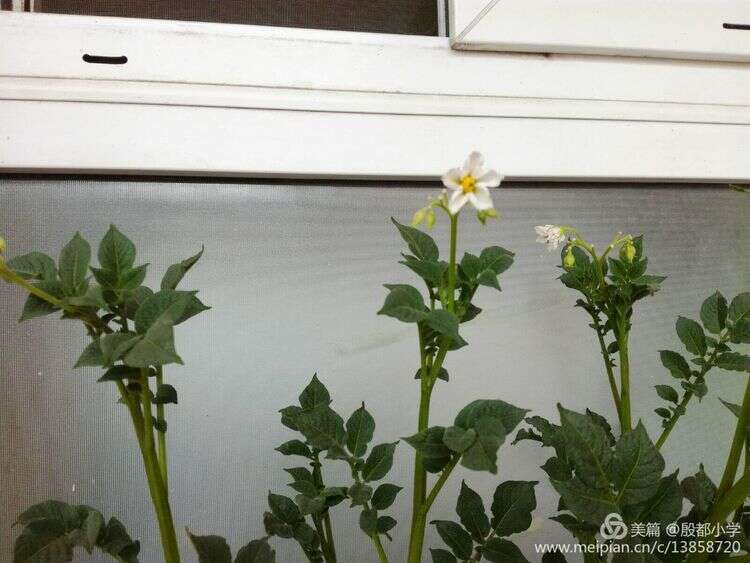 安阳殷都小学加盟华视搜星《星梦工厂》影视艺术人才孵化基地