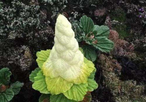 为何说去川藏线碰到“大白菜”,不要随便采摘?驴友:还好没动