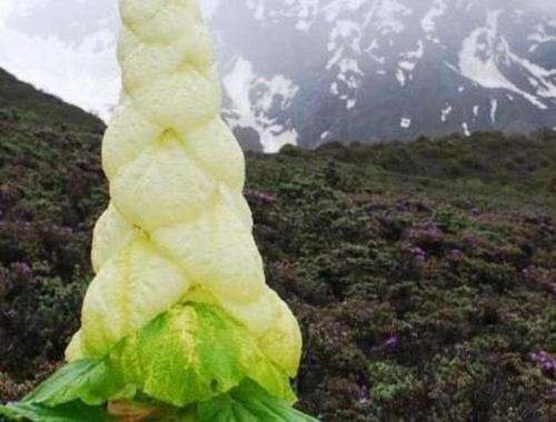 为何说去川藏线碰到“大白菜”,不要随便采摘?驴友:还好没动
