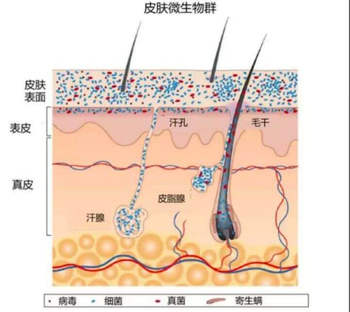 要想改善敏感肌,首先要了解敏感肌是怎么形成的?