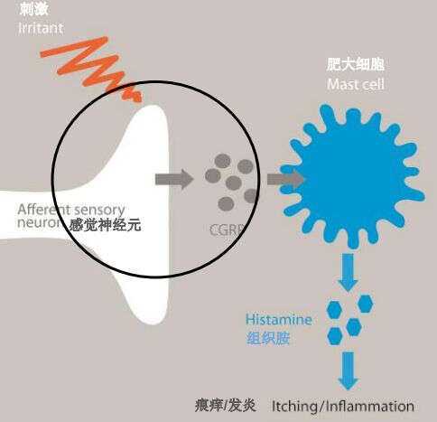 什么是敏感肌?
