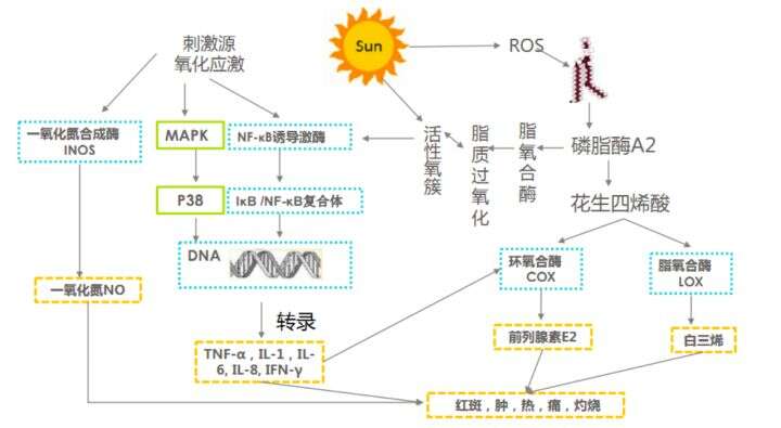 要想改善敏感肌,首先要了解敏感肌是怎么形成的?