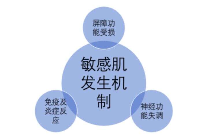 要想改善敏感肌,首先要了解敏感肌是怎么形成的?