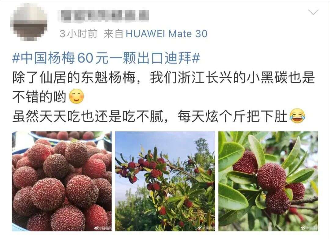 中国杨梅60元一颗出口迪拜?很多网友开始“炫富”