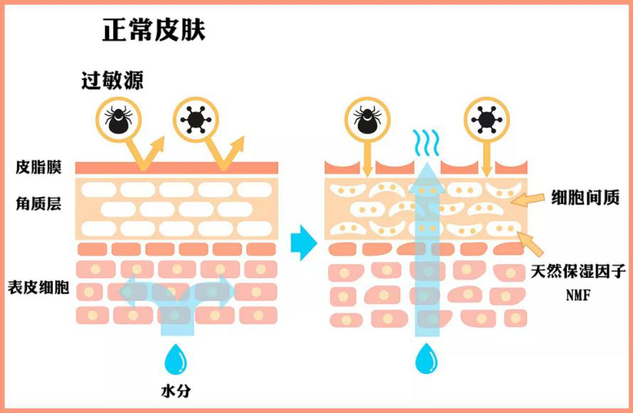 皮肤缺水该如何补水保湿,这一篇告诉你补水保湿的正确方法