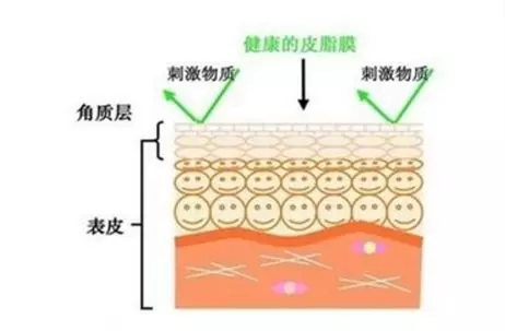 护肤心得|皮肤屏障受损了,怎样修护受损的皮肤屏障?