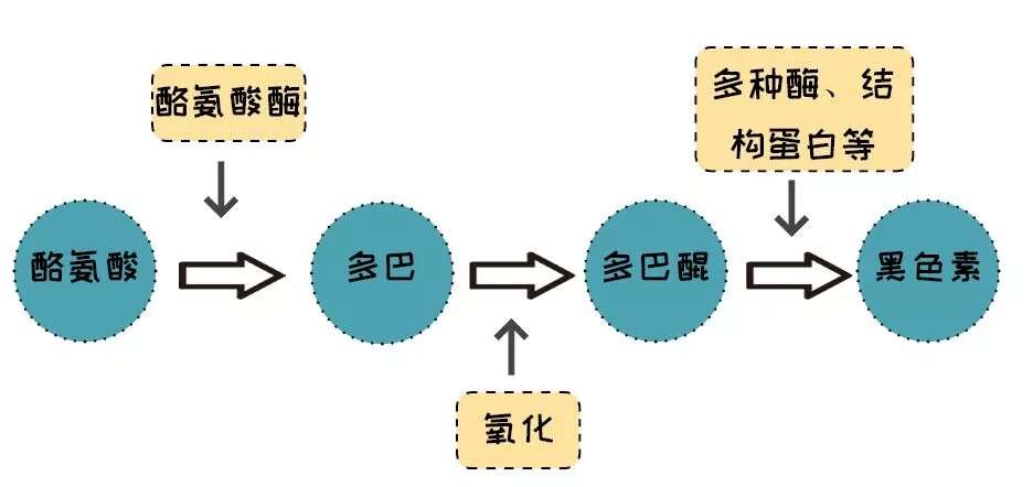 护肤心得|不用精华液,何谈护肤?