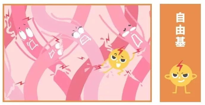 抗糖化or抗氧化,衰老的真正元凶究竟是谁?