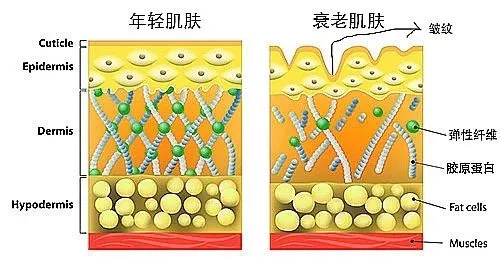 抗糖化or抗氧化,衰老的真正元凶究竟是谁?