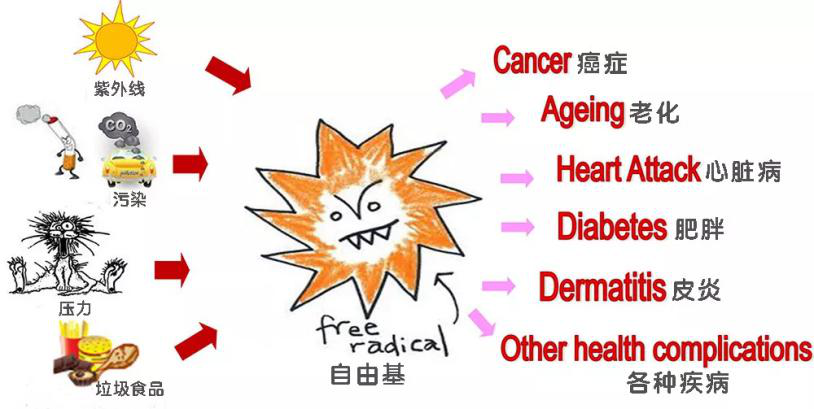 抗糖化or抗氧化,衰老的真正元凶究竟是谁?