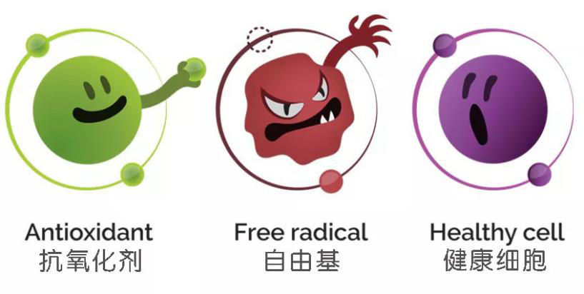 抗糖化or抗氧化,衰老的真正元凶究竟是谁?