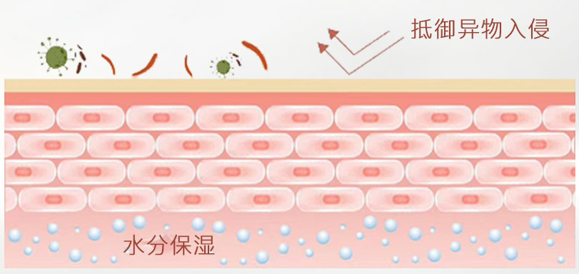 皮肤屏障到底是什么?该如何修护皮肤屏障?