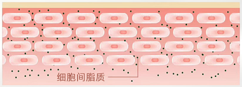 皮肤屏障到底是什么?该如何修护皮肤屏障?