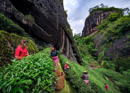 中国茶叶的千年旅程:从茶马古道到万里茶道