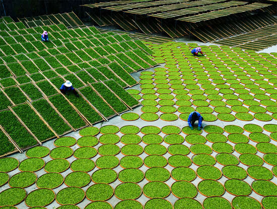 中国茶叶的千年旅程:从茶马古道到万里茶道