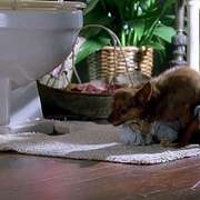 拜见岳父大人2 Meet the Fockers