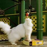 精灵鼠小弟2 Stuart Little 2