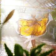 蝴蝶树 The Butterfly Tree