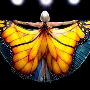 蝴蝶树 The Butterfly Tree