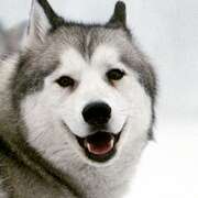 南极大冒险 Eight Below