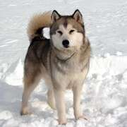 南极大冒险 Eight Below