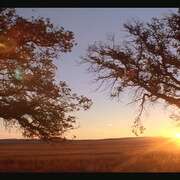 寂静之光 Stellet licht