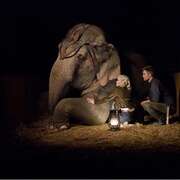 大象的眼泪 Water for Elephants