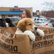 一条狗的使命 A Dog’s Purpose