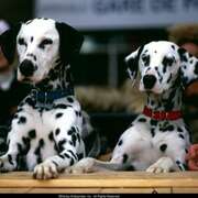 102真狗 102 Dalmatians