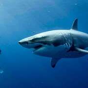 鲨海 47 Meters Down