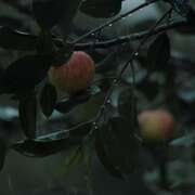 苹果酒与罗西 Cider With Rosie