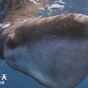 地球:神奇的一天 Earth: One Amazing Day
