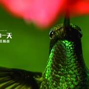地球:神奇的一天 Earth: One Amazing Day
