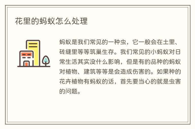 花里的蚂蚁怎么处理