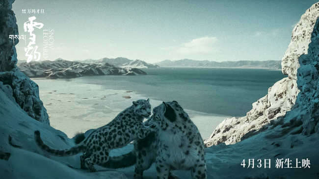 万玛才旦作品《雪豹》人豹羁绊彰显影片温暖底色