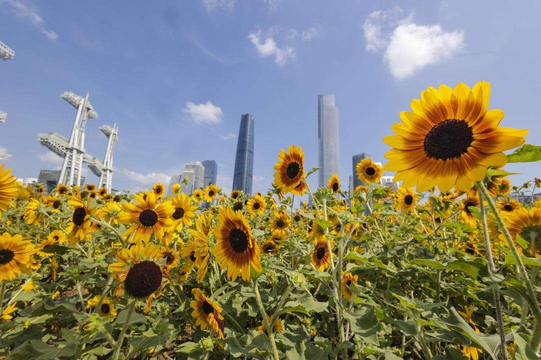 重磅!广州拟出入户新规:在这7区有房并缴社保满1年可落户