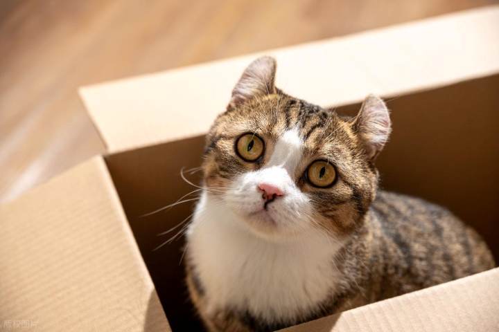 2026“猫奴”生存指南:新规上线与AI养宠时代的避坑哲学