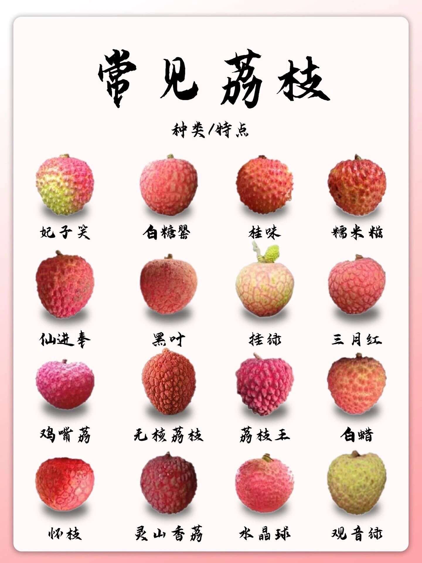 应季荔枝品种图解及上