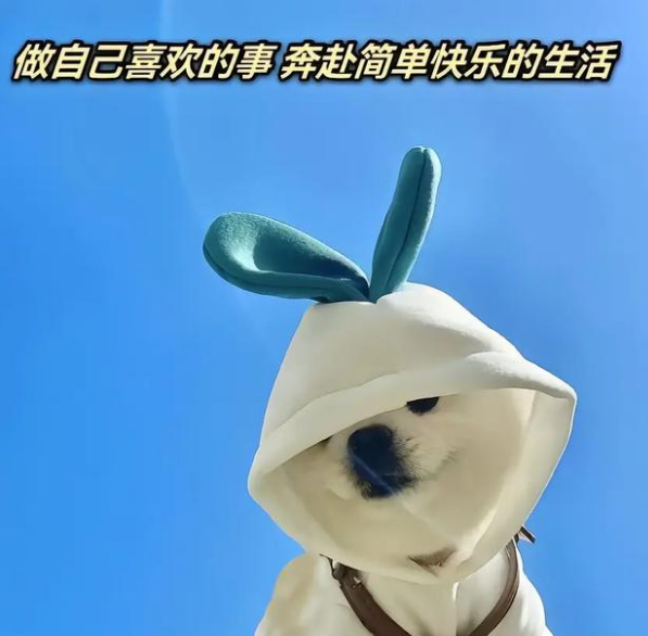 dy赞自助买双击平台,快手买赞一块钱1000,ks低价双击免费