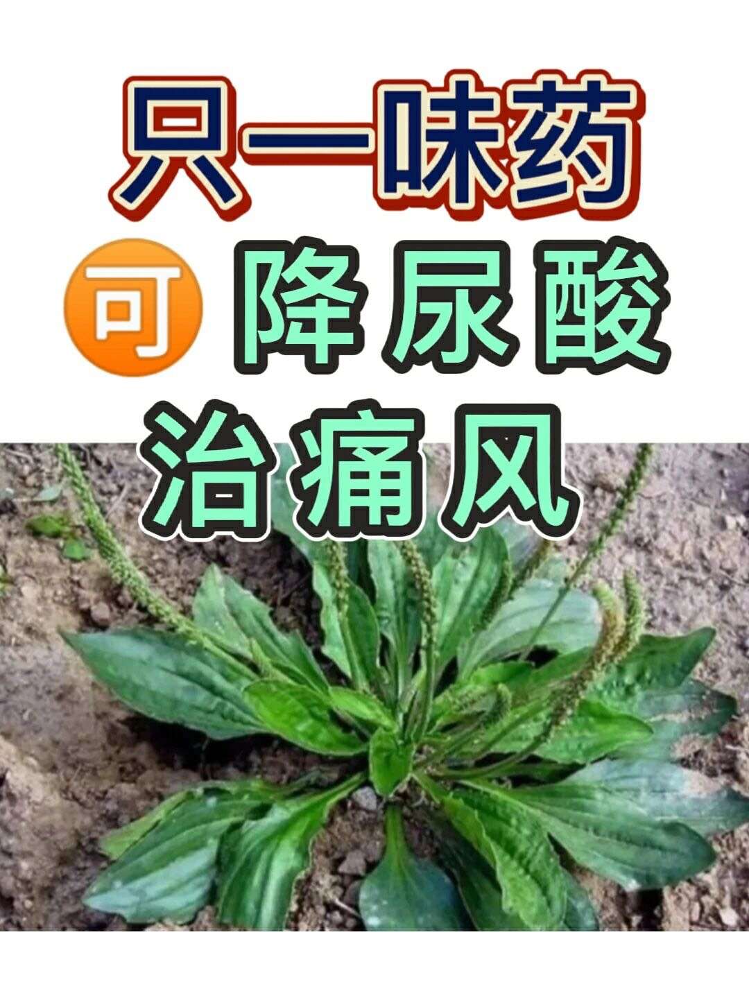 一味药即可降尿酸,痛风必看!!!